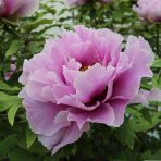 Pivónia drevitá (Paeonia suffruticosa) ‘WU LONG PENG SHENG’ - výška 10-15 cm, kont. C2L